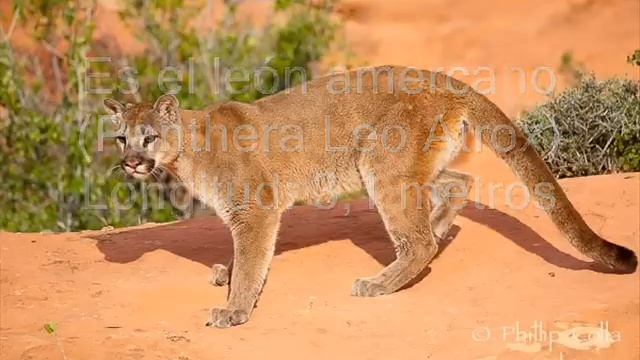 Las mayores especies de la historia 1 mamíferos смотреть онлайн