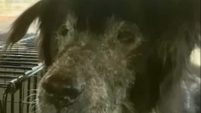 Dog had to live in sickness, dirt and chains for 9 years but look at it now! смотреть онлайн