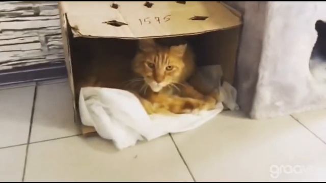 КОТОКАФЕ «КОТОФЕЙ» | Видео #10 {kotofei_74 смотреть онлайн