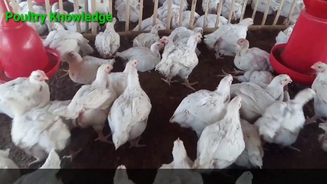 Day 35 /What to do after 34 days/Kya kare 34 din ke bad смотреть онлайн