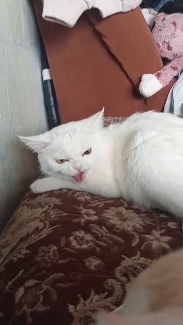 злая кошка #злаякошка #коты #котики смотреть онлайн