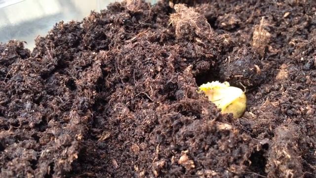Part 2 Death's Head Hawkmoth Caterpillar burying itself to pupate смотреть онлайн