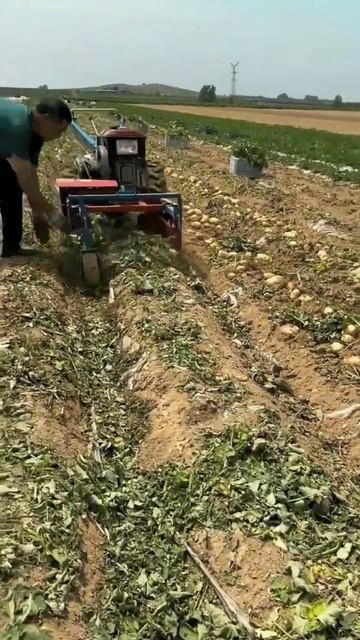 part 138 Walk-behind tractor with grass-crushing machine | potatoes harvesting machine смотреть онлайн