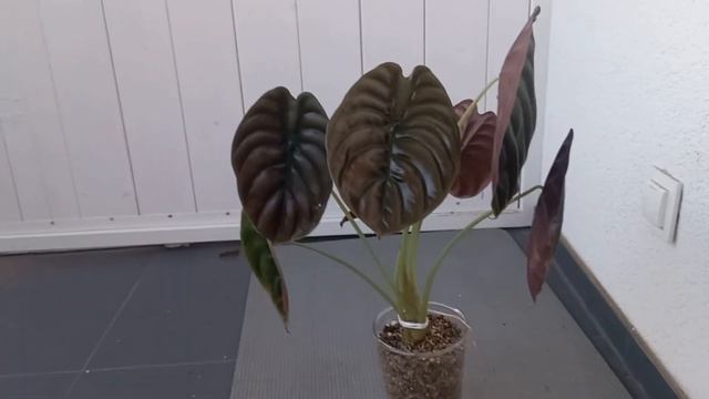 ПЕРЕСАДКА алоказии БЫСТРО и просто. Алоказия КУПРЕЯ. Red Secret.