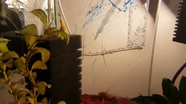 ЕФЕКТНА АЕРАЦИЯ НА ЗАДНАТА СТЕНА НА АКВАРИУМА - ИЗРАБОТЕНА ОТ МЕДИЦИНСКИ СИСТЕМИ а.С.м смотреть онлайн