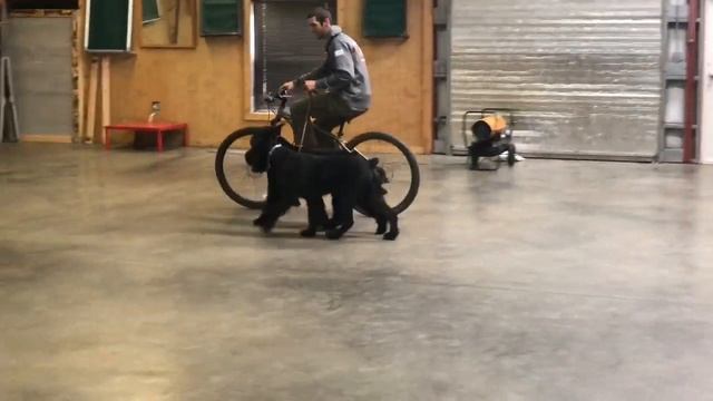 Q Q Brothers Quigley & Quill 14 Mo's Beautiful Black Giant Schnauzers Training смотреть онлайн