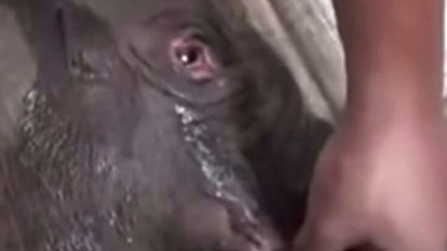 Слоненок не прекращал плакать 5 часов подряд. Узнав причину, ветеринары были в шоке! смотреть онлайн