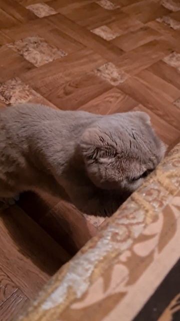 эээ ПУПС успокоился смотреть онлайн