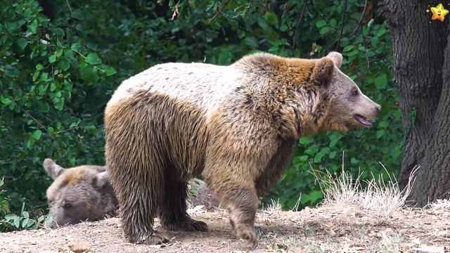 Лесные ЖивотныеВикторина для Малышей - Развивающие Мультики для Детей смотреть онлайн