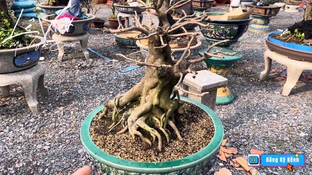 06 Sai Lầm Khi Nuôi Phôi Mai mà AE tập chơi Mai phải tránh! Lê Việt - Mai Vàng & Bonsai смотреть онлайн