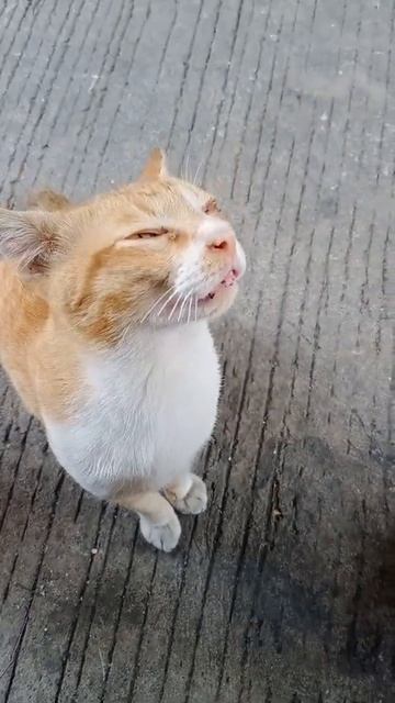 sakit mata ga sembuh", смотреть онлайн