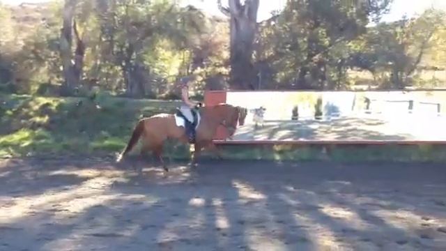 Fully developed working trot смотреть онлайн