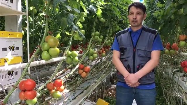 Видео отзыв на казахском языке о компании КАСТОН от тепличного комплекса ТОО "World Green Company" смотреть онлайн