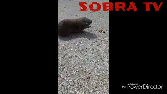 Редкий зверёк в Трудобеликах) смотреть онлайн