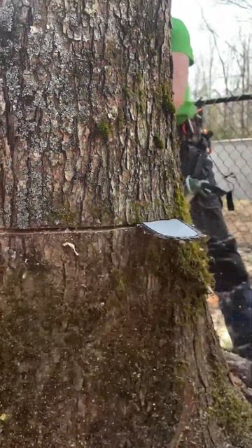 I Could Watch Tree Cutting All Day 🤤 #shorts смотреть онлайн