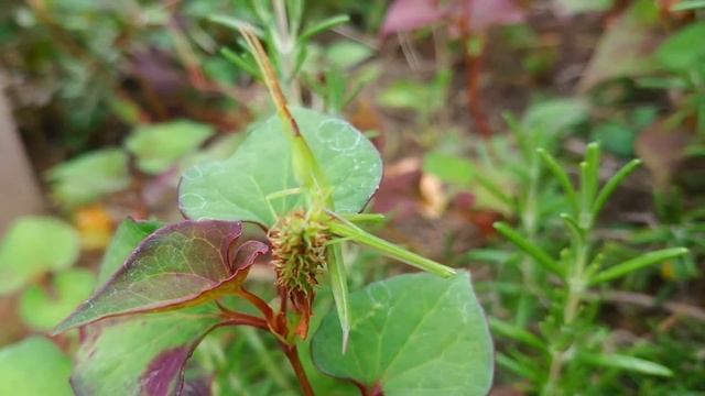 ショウリョウバッタの幼虫 | 腹回りがスッキリ | 精霊蝗虫, Acrida cinerea | 2021/06/26 смотреть онлайн