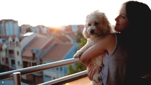 How To Stop Dogs From Fighting in the Same Household - 7 Proven Tips You Must Follow смотреть онлайн