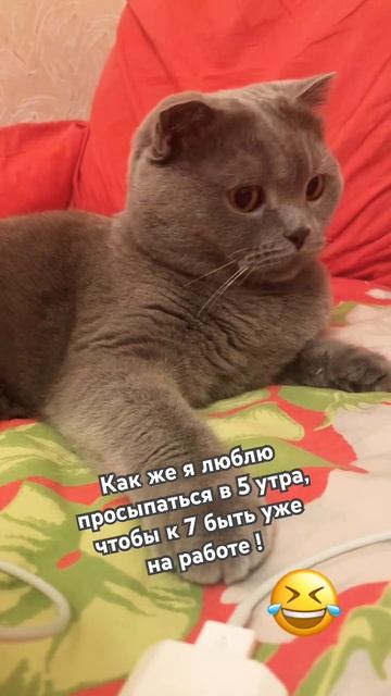 Надо будет еще купить, хорошие таблетки!😃 #shorts #коты #cats #смешныекотики #юмор смотреть онлайн