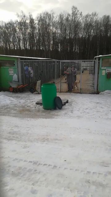 Как Арна пошла на поводке спустя 9 лет приюта смотреть онлайн