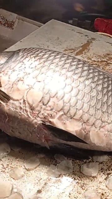 #nabimuhammad #shorts #hugefish #fishingshorts #fish #fishing #giantfish смотреть онлайн