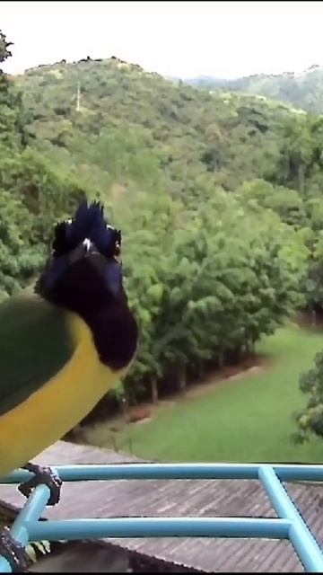 Querrequerre comiendo una merienda 29Dic2023 _ Green Jay having a snack 29Dec2023 #livebirds #birds смотреть онлайн