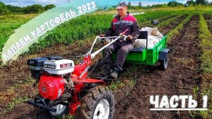 Капаем Картофель МОТОБЛОКОМ BRAIT 135 ges / Огород в ДЕРЕВНЕ / Шикарный Урожай КАРТОШКИ / Часть 1
