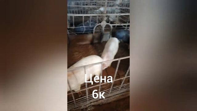 ЦЕНЫ на свиней и поросят свинокомплекс смотреть онлайн