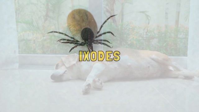 Different Types of Ticks in Dogs & Their Life Cycle смотреть онлайн