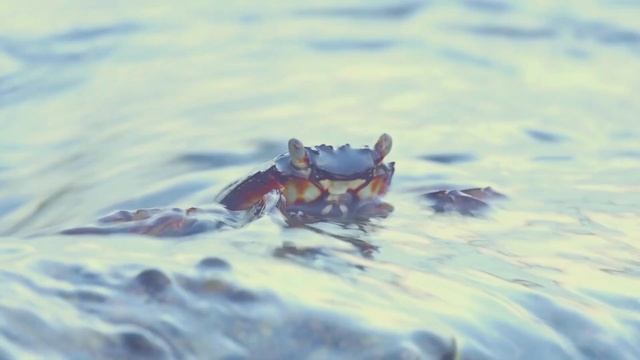 Морские обитатели для детей  Изучаем подводный мир Имена и звуки животных