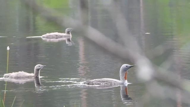 AMAZING VIDEO OF RED THROATED DIVER AND CHICKS смотреть онлайн