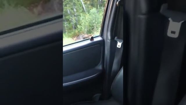Медведь жесть! ХМАО после.Сентябрьский 31.07.2017 смотреть онлайн