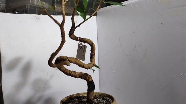 √1,√2 фикус 112 Бенджамина (Бонсай)