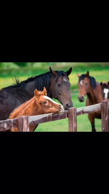 4 of my favourite horse breeds! #shorts #trending #horses смотреть онлайн