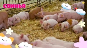 Как говорят животные Звуки животных Домашние животные Корова Лошадь Курица Петух