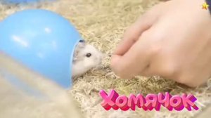 Сборник про Животных - 18 минутВикторина - Развивающие Мультики для Детей