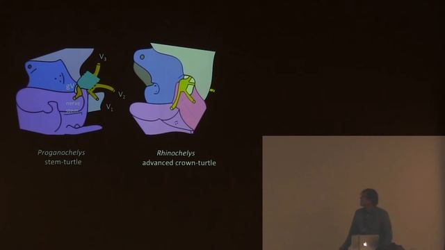 Homology issues with the trigeminal nerve foramina in turtles and saurians смотреть онлайн