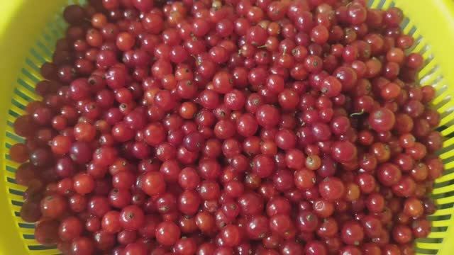 ЖЕЛЕ из КРАСНОЙ смородины БЕЗ желатина. ТОЛЬКО  ягоды и сахар. Заготовка на ЗИМУ.