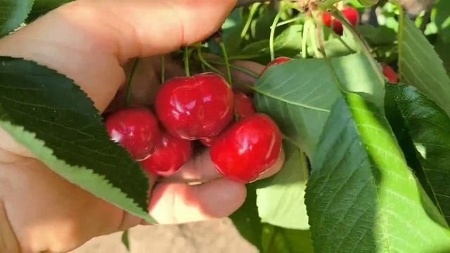 Черешня Гігант Ред. Cherry Giant Red. Один з найкрупніших сортів черешні. Вага від15 до 20 г!