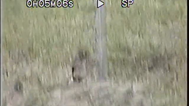 Burrowing Owls with baby owlets - Boynton Beach, FL 5-29-14 смотреть онлайн