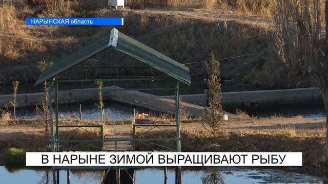 ВЫЖИВЕТ ЛИ РЫБА В МОРОЗ? NewTv смотреть онлайн