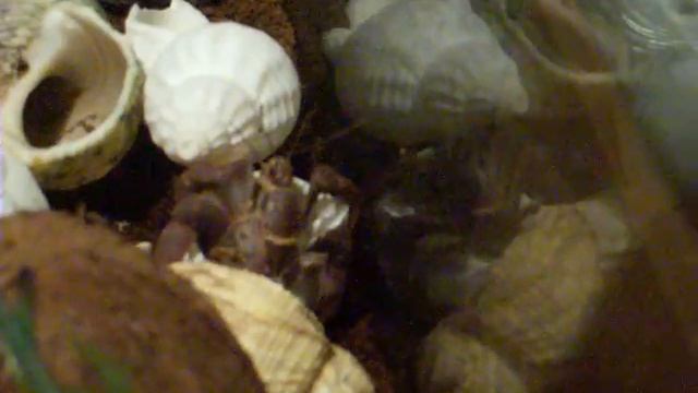 Coenobita clypeatus très interessé par un changement de coquille смотреть онлайн