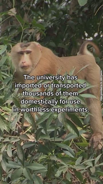 UW Experimenters Pushing This Monkey Species to the Brink of Extinction #shorts смотреть онлайн