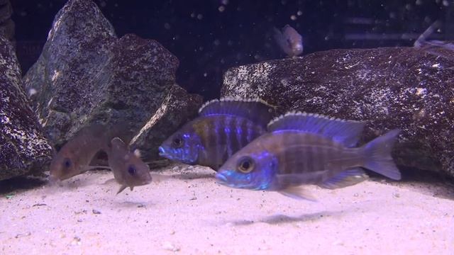 Aulonocara saulosi HD Hodowla Apisto Szczecin смотреть онлайн