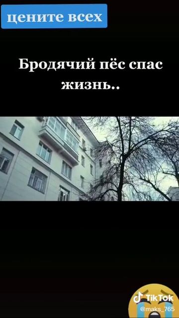 Цените всех собак собака спас жизнь смотреть онлайн