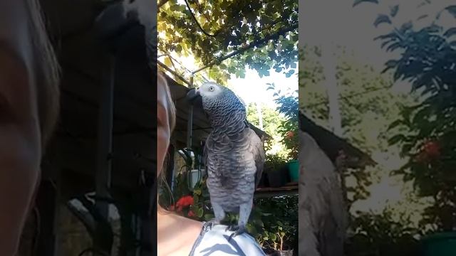 Когда все спрашивают, а он летает? 😸 смотреть онлайн