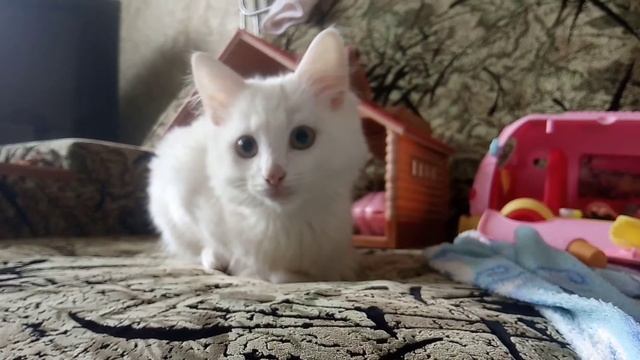 котенок по имени Айс 🐈 Смешные коты и животные смотреть онлайн