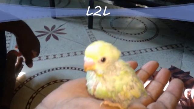 Budgie Growth stages | Baby Budgie | 0 - 45 Days | Hatching Growing смотреть онлайн