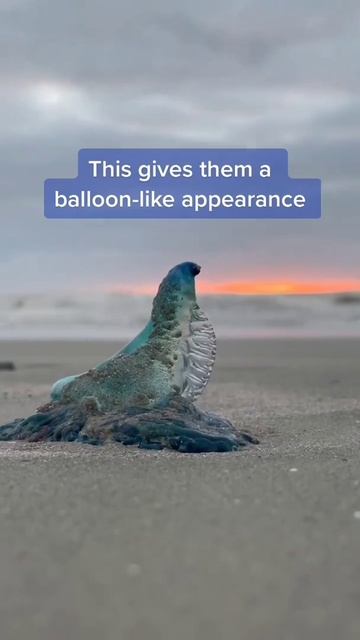 The Portuguese man o war смотреть онлайн