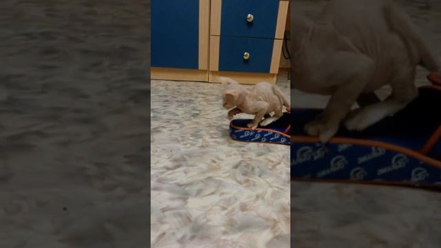 Котёнок весит 385г смотреть онлайн