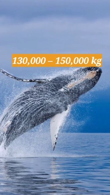 Whale length and weight | huge whale смотреть онлайн